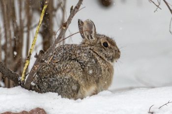 Rabbit in the snow at Terrace Park.