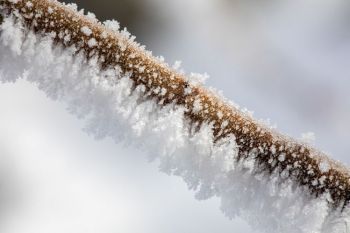 Frost detail in my front yard after the storm broke.