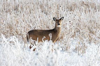 A white-tailed deer near Oldham.
