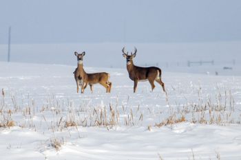 The tail end of a late rut found this white-tail buck following two does near Oldham.