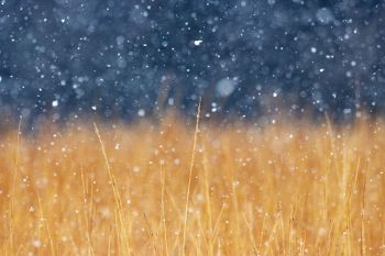 Snow falling on tall grass at the Sioux Falls Outdoor Campus.