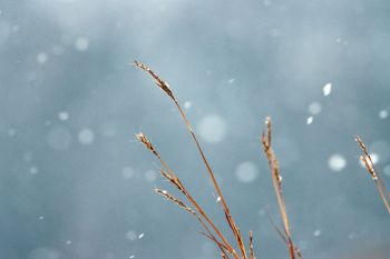 Snow falling on tall grass at the Sioux Falls Outdoor Campus.