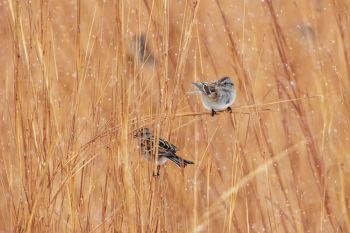 American tree sparrows at the Sioux Falls Outdoor Campus.