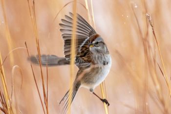 American tree sparrow at the Sioux Falls Outdoor Campus.