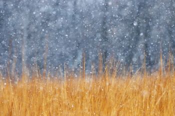 Snow falling on tall grass at the Sioux Falls Outdoor Campus.