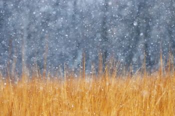 Snow falling on tall grass at the Sioux Falls Outdoor Campus.