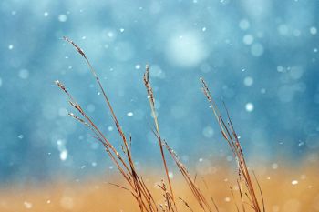 Snow falling on tall grass at the Sioux Falls Outdoor Campus.