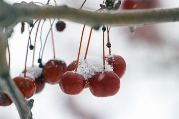 Snow on red berries at Terrace Park.