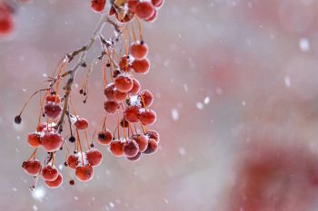 Snow on red berries at Terrace Park.