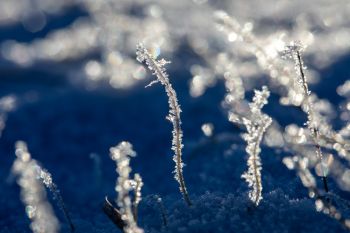 Frost on grass along the ridge at Wind Cave National Park.