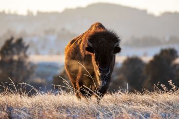 Late day sun on an American Bison at Wind Cave National Park.