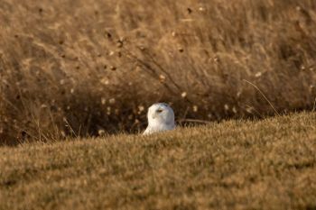 Christmas Snowy Owl in Sioux Falls.