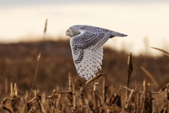 Christmas Snowy Owl in flight.