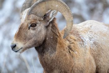 Bighorn sheep grazing along the road at Badlands National Park.