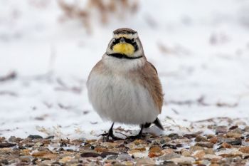 Horned Lark at Badlands National Park.