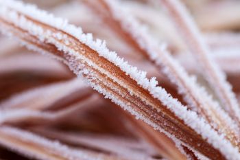 Frost detail on grass at Wind Cave National Park.