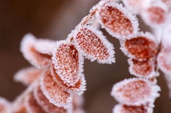 Frost detail at Wind Cave National Park.