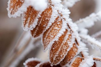 Frost detail at Wind Cave National Park.