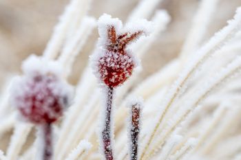 Rose hips encrusted with frost at Wind Cave National Park.