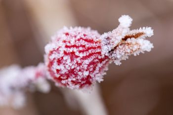 Rose hips looking like sugar-encrusted candy at Wind Cave National Park.