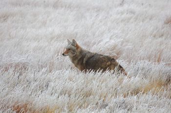 Coyote at Wind Cave National Park.
