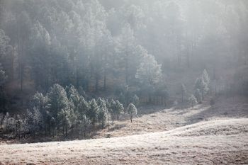 The morning sun breaking through the fog at Wind Cave National Park.