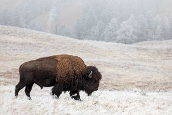 American Bison in a Custer State Park winter wonderland.