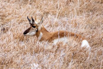 Pronghorn amongst the frosted grass at Custer State Park.