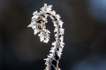 Frost on a sumac branch found at Palisades State Park.
