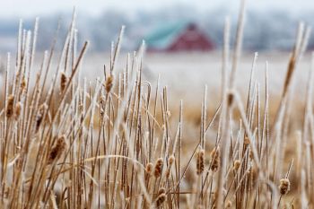 Soft rime ice on cattails with a red barn in the distance.