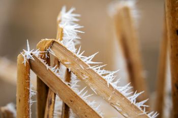 Detail of the soft rime ice formations.