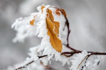 Rime ice on an unfallen leaf at Pickerel Lake Recreation Area.