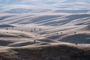 Cattle and deer grazing on the frosted Missouri River hills of Walworth County.