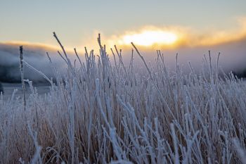 Sunrise frost at Custer State Park.