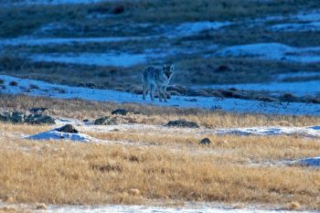 A coyote in the morning shadows at Wind Cave National Park.