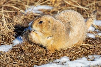 Prairie dogs finding green stems at Badlands National Park in late December.