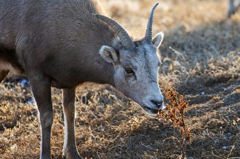 Bighorn youngster nibbling on a weed at Badlands National Park.