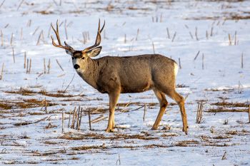 Mule deer in rural Stanley County.