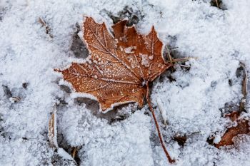 Frosty leaf.