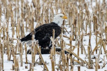 Bald eagle with lunch south of Parker.