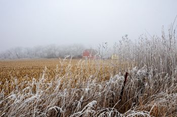 Fog and frost in rural Moody County.