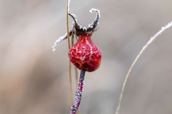 Frost on a rose hip at Lake Vermillion Recreation Area.