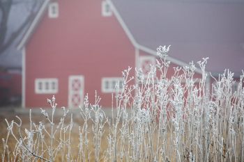 Red barns seem even more vivid when contrasted with frost.