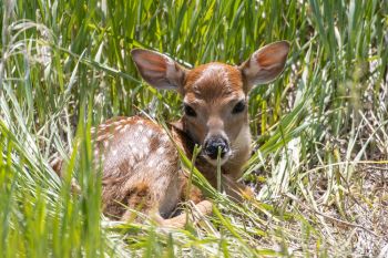 Newborn whitetail fawn.