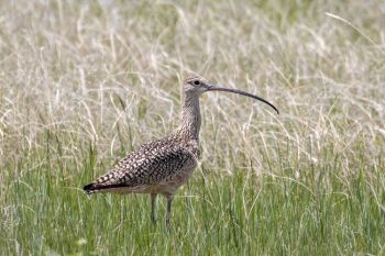 Long-billed curlew.