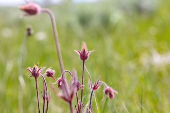 Prairie smoke wildflowers.