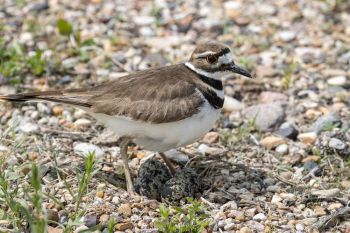Killdeer guarding her eggs.