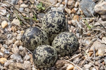 Killdeer eggs.