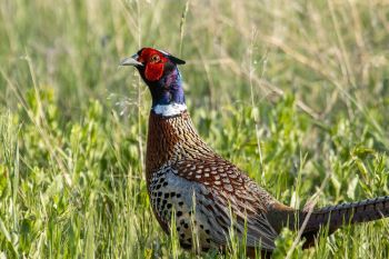 Pheasant in green grass.