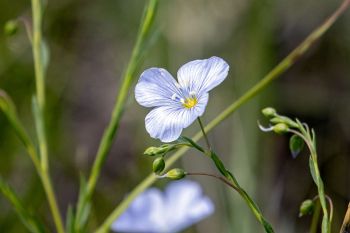 Wild flax in bloom.